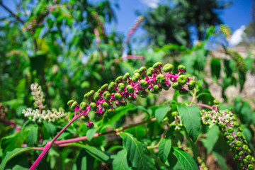 Colorful american pokeweed plant in a garden in Croatia during summer