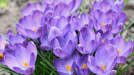 View of magic blooming spring flowers crocus growing in wildlife. Purple crocus growing from earth outside.