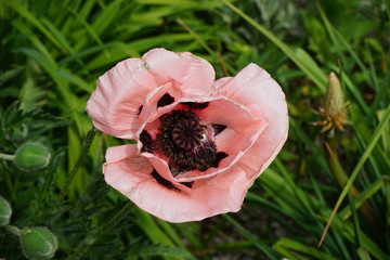 rosa Mohn