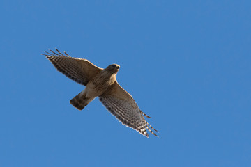 red-shouldered hawk in spring flying