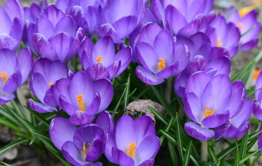 View of magic blooming spring flowers crocus growing in wildlife. Purple crocus growing from earth...