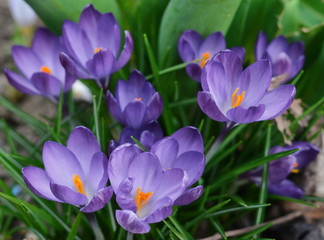 View of magic blooming spring flowers crocus growing in wildlife. Purple crocus growing from earth outside.