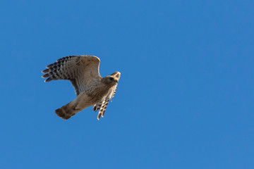 red-shouldered hawk in spring flying