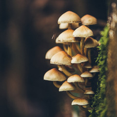 mushrooms in the forest