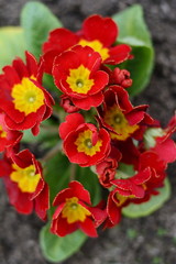 Fototapeta premium Early spring: Primroses in natural environment. (Primula vulgaris).
