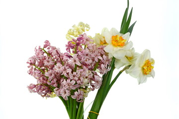 Spring bouquet of flowers isolated on white background. Blue Hyacinth flower bouquet, Hyacinthus orientalis and Yellow daffodil.