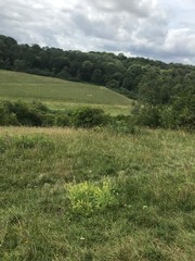 green grass and blue sky
