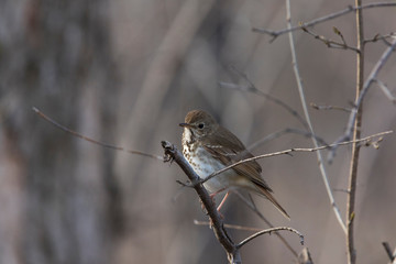 hermit thrush (Catharus guttatus) in spring