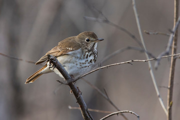  hermit thrush (Catharus guttatus) in spring
