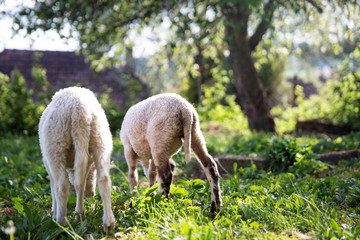 Obraz na płótnie Canvas Two cute little lamb. Small sheep at the farm. Healthy agriculture environment. Happy animal farm life. 