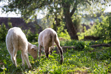 Obraz na płótnie Canvas Two cute little lamb. Small sheep at the farm. Healthy agriculture environment. Happy animal farm life. 