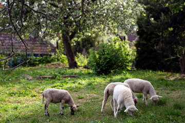 Obraz na płótnie Canvas Four cute little lamb. Small sheep at the farm. Healthy agriculture environment. Happy animal farm life. 