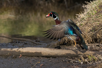 wood duck drake in flight