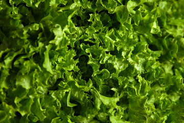 Lettuce salad Isolated on a black background, top view. Close-up