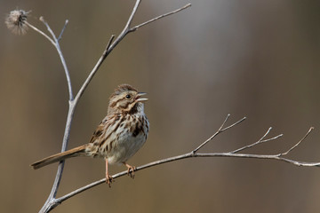 song sparrow (Melospiza melodia) in spring
