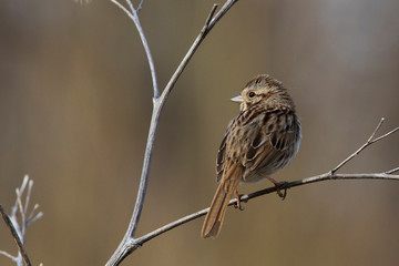song sparrow (Melospiza melodia) in spring