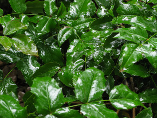 shiny green leaves of a shrub after rain