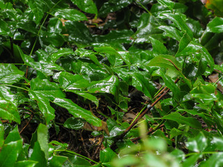 shiny green leaves of a shrub after rain