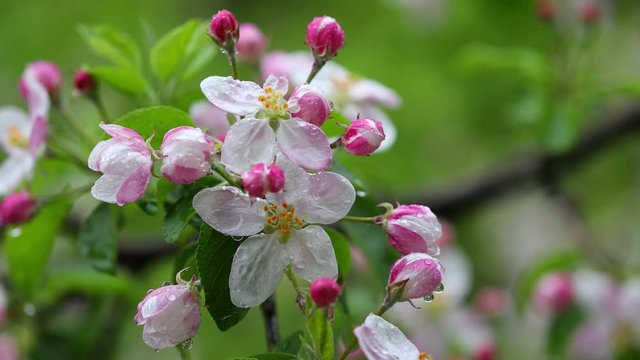 4k movie of apple flowers blooming an moving in the wind with rain.