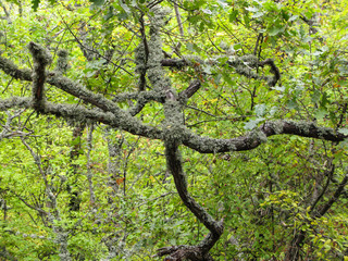wild deciduous moss-covered Mediterranean forest with boulders and fallen trees