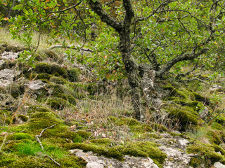 Fototapeta na wymiar wild deciduous moss-covered Mediterranean forest with boulders and fallen trees
