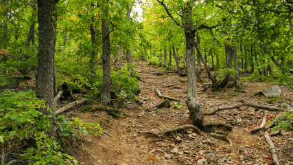 wild deciduous moss-covered Mediterranean forest with boulders and fallen trees