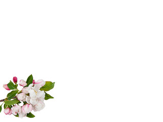 Cherry blossom flowers white copy space for business text, messages, promotion, marketing or graphics.  Pretty graphic element for product promotions or business communication mockup with flowers.