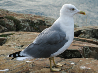 close-up seagull on the rock