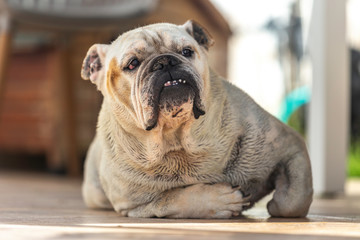 White English Bulldog after bath ...