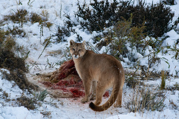 Puma in the wild in Torres del paine National Park, approaching the body of a dead guanaco to feed,...