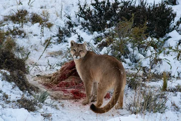 Fotobehang Poema Puma in the wild in Torres del paine National Park, approaching the body of a dead guanaco to feed, during the winter surrounded by snow  © MAV Drone