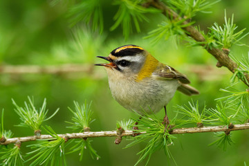 Firecrest - Regulus ignicapilla small forest bird with the yellow crest singing in the dark forest, sitting on the larch branch, very small passerine bird in the kinglet family