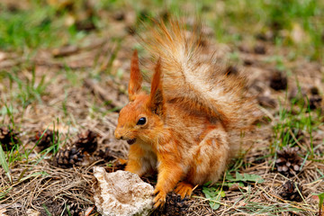 Naklejka na ściany i meble The squirrel sharpens its teeth against a stone. An unusual kind of animal in its natural habitat.