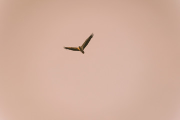 Malaysia, 3 May 2020 - White Bellied Sea Eagle captured during sunset at Waterfront Kota Kinabalu, Sabah