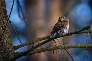 Eurasian Pygmy-Owl - Glaucidium passerinum sitting on the branch with the prey in the forest in summer. Small european owl with the green background