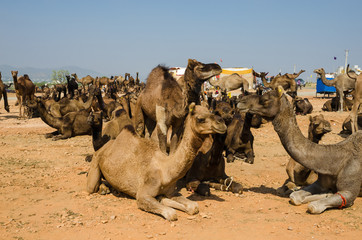 Camels at Pushkar Camel Fair (Pushkar Mela) in Pushkar, Rajasthan, India