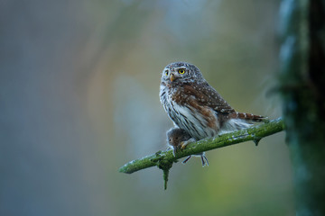 Eurasian Pygmy-Owl - Glaucidium passerinum sitting on the branch with the prey in the forest in summer. Small european owl with the green background