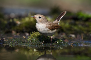 The spotted flycatcher is a small passerine bird in the Old World flycatcher family.