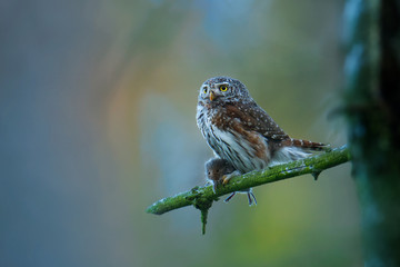 Eurasian Pygmy-Owl - Glaucidium passerinum sitting on the branch with the prey in the forest in summer. Small european owl with the green background