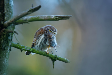 Eurasian Pygmy-Owl - Glaucidium passerinum sitting on the branch with the prey in the forest in...