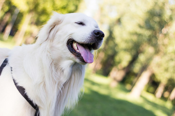 Beautiful young golden retriever is laughing