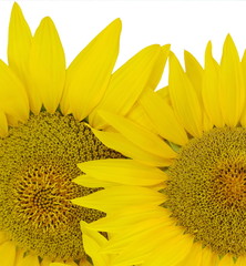 Naklejka premium Beautiful light yellow sunflower isolated 