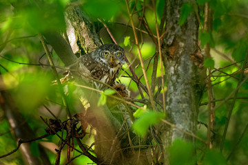 Eurasian Pygmy-Owl - Glaucidium passerinum sitting on the branch with the prey in the forest in summer. Small european owl with the green background