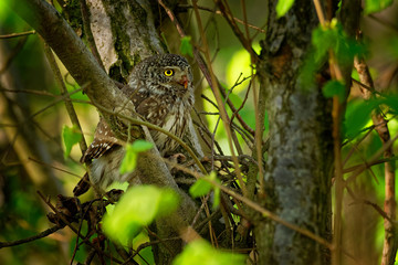 Eurasian Pygmy-Owl - Glaucidium passerinum sitting on the branch with the prey in the forest in summer. Small european owl with the green background