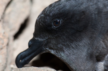 Portrait of a Bulwer's petrel Bulweria bulwerii. The Pardelas Ravine. The Nublo Rural Park. Mogan. Gran Canaria. Canary Islands. Spain.