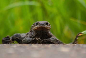 frog on the ground