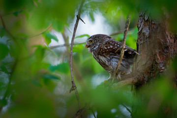 Eurasian Pygmy-Owl - Glaucidium passerinum sitting on the branch with the prey in the forest in summer. Small european owl with the green background
