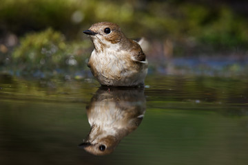 The spotted flycatcher is a small passerine bird in the Old World flycatcher family.