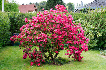 Rhododendron - Heidekrautgewächs