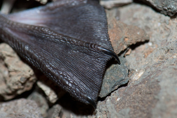 Leg of a Bulwer's petrel Bulweria bulwerii. The Pardelas Ravine. The Nublo Rural Park. Mogan. Gran Canaria. Canary Islands. Spain.